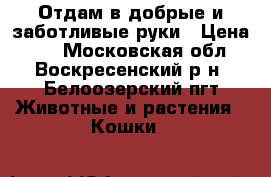 Отдам в добрые и заботливые руки › Цена ­ 1 - Московская обл., Воскресенский р-н, Белоозерский пгт Животные и растения » Кошки   